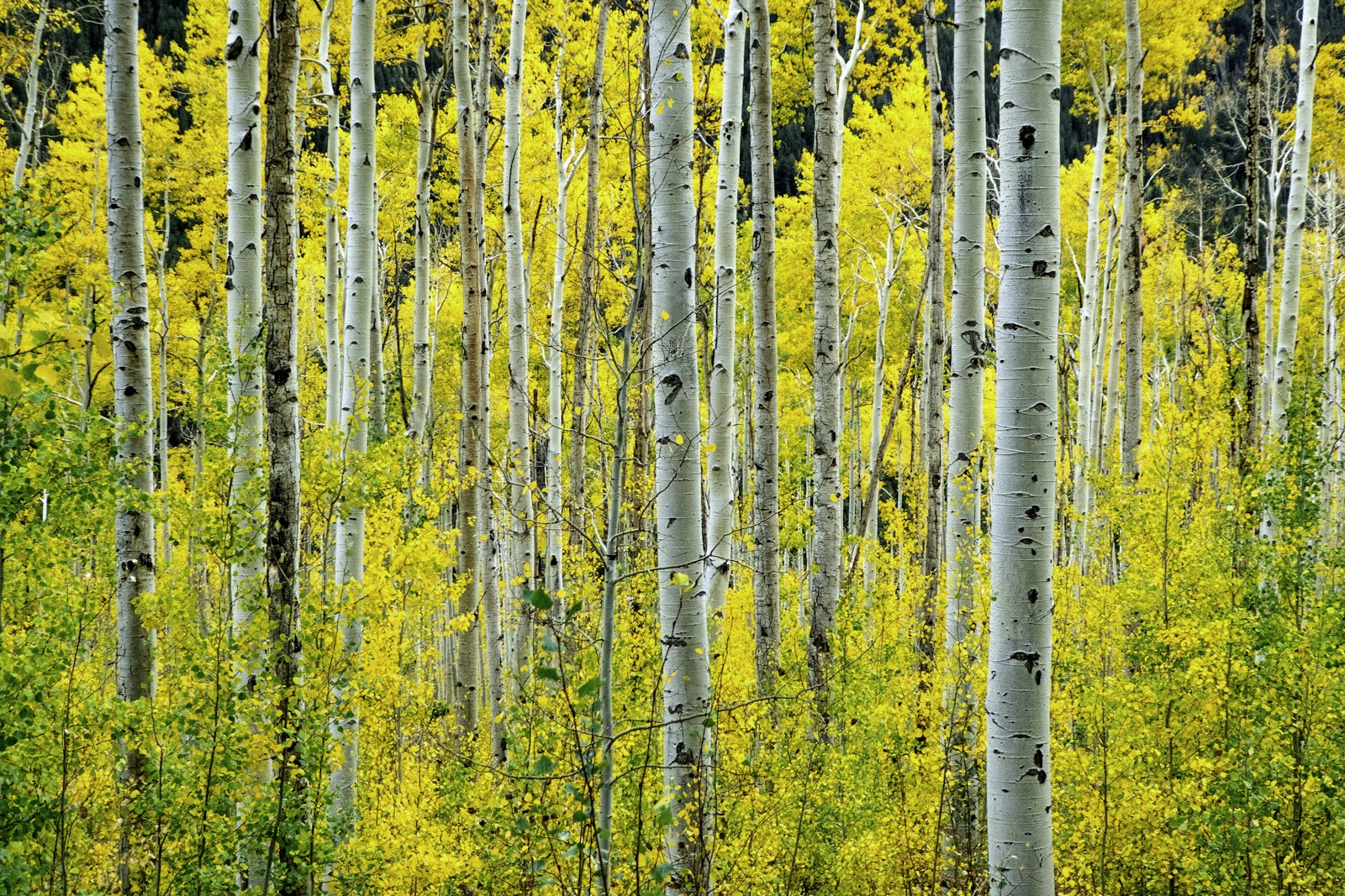 A stand of aspens in full autumn color